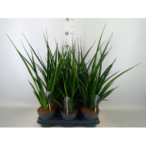 Sansevieria kirkii 'Friends'