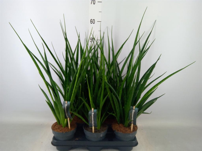 <h4>Sansevieria kirkii 'Friends'</h4>