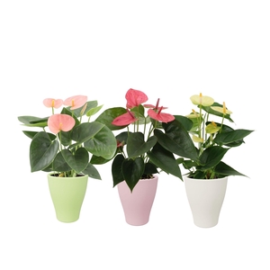 Anthurium 3 color mix in Carly ceramics