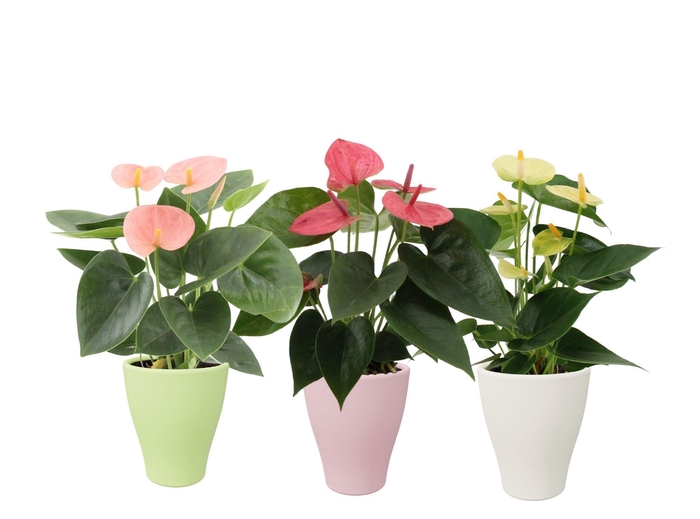 <h4>Anthurium 3 color mix in Carly ceramics</h4>