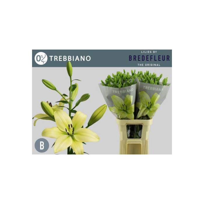 <h4>LI LA TREBBIANO</h4>