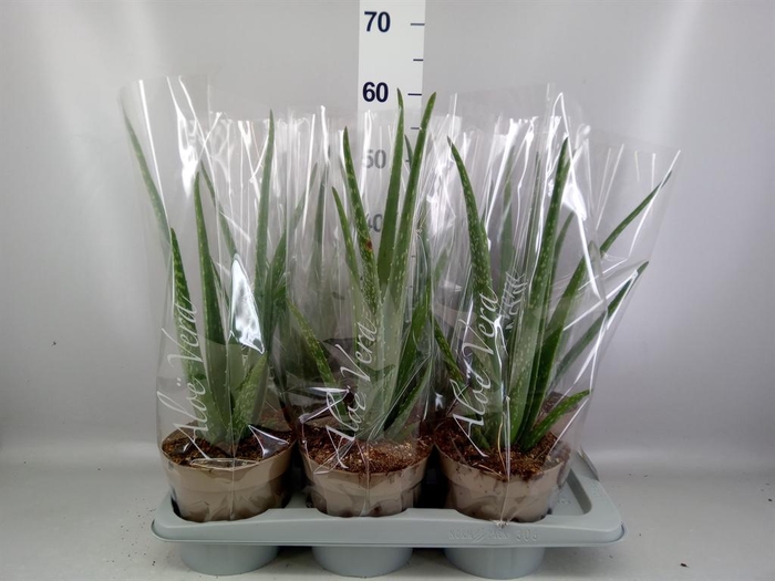 <h4>Aloe vera</h4>