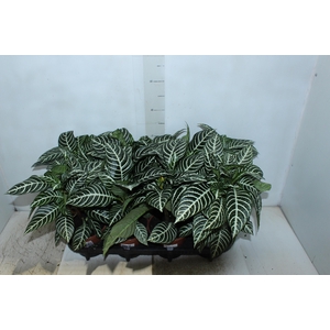 APHELANDRA COM FLOR P15 COM FLOR