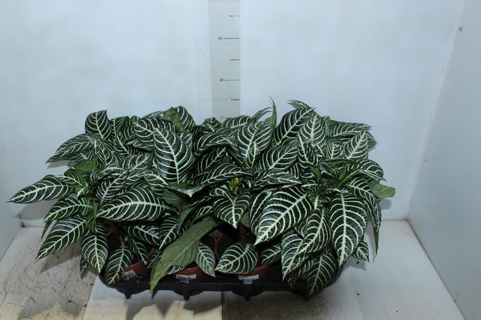 <h4>APHELANDRA COM FLOR P15 COM FLOR</h4>