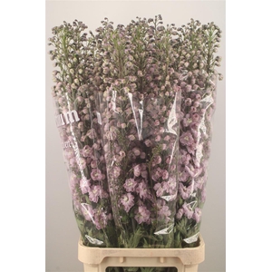 Delph El Dewi Flamingo Pink