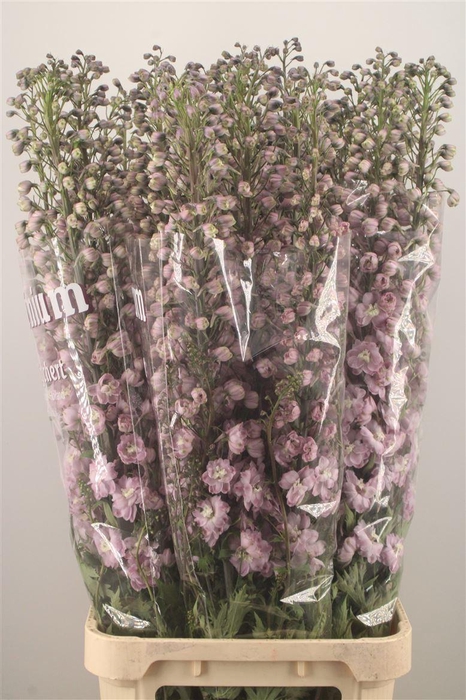 <h4>Delph El Dewi Flamingo Pink</h4>