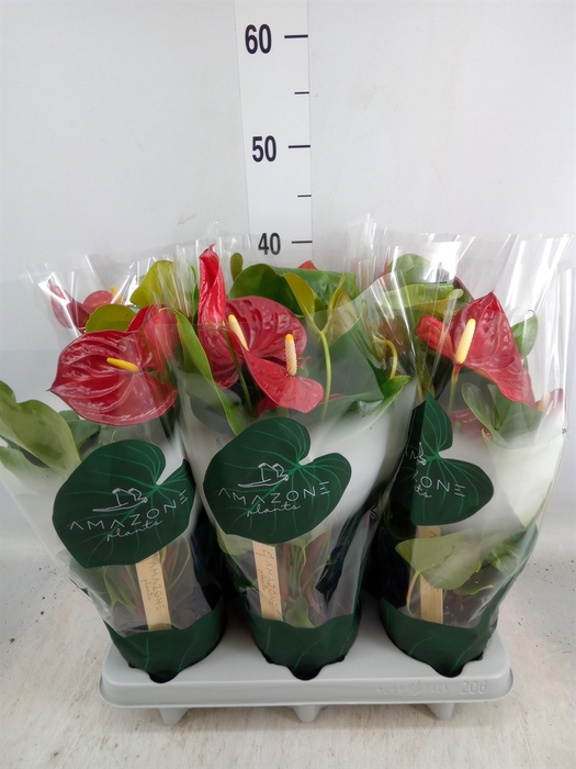 <h4>Anthurium andr. 'Nevada'</h4>