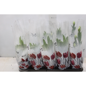 TULIPA VARIADO P12
