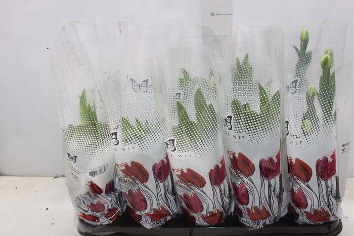 <h4>TULIPA VARIADO P12</h4>
