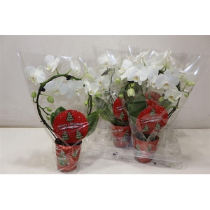 arr8 Phal Ov Wit Mirror