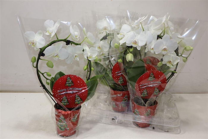 <h4>arr8 Phal Ov Wit Mirror</h4>