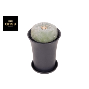 Cactus Lophophora Fricci XL