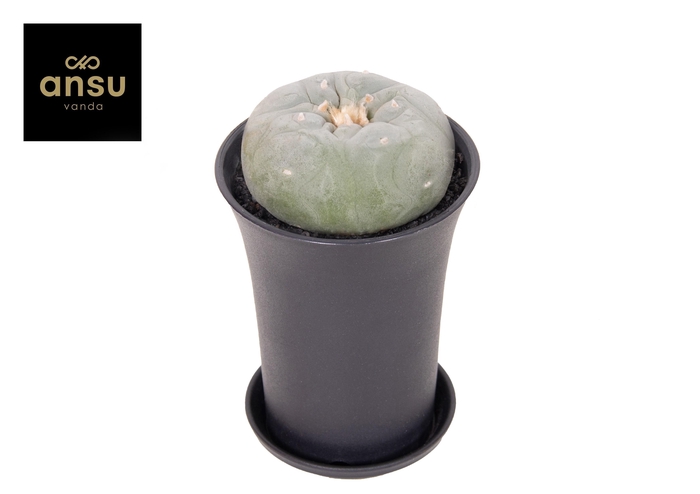 <h4>Cactus Lophophora Fricci XL</h4>