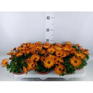 Osteospermum  'Summer Daisys Alex'