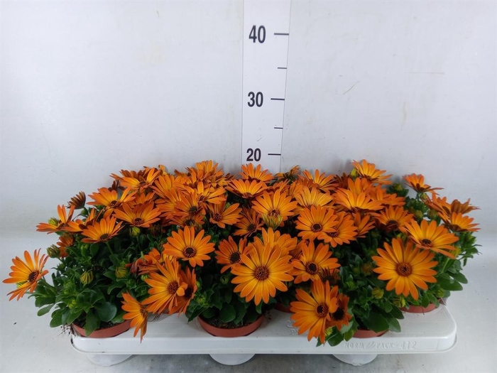 <h4>Osteospermum 'Summer Daisys Alex'</h4>