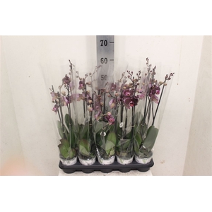 Phalaenopsis Anthura Montpellier