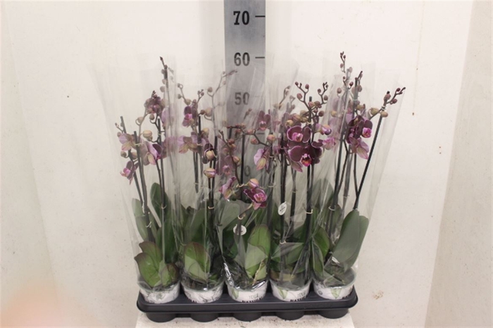 <h4>Phalaenopsis Anthura Montpellier</h4>