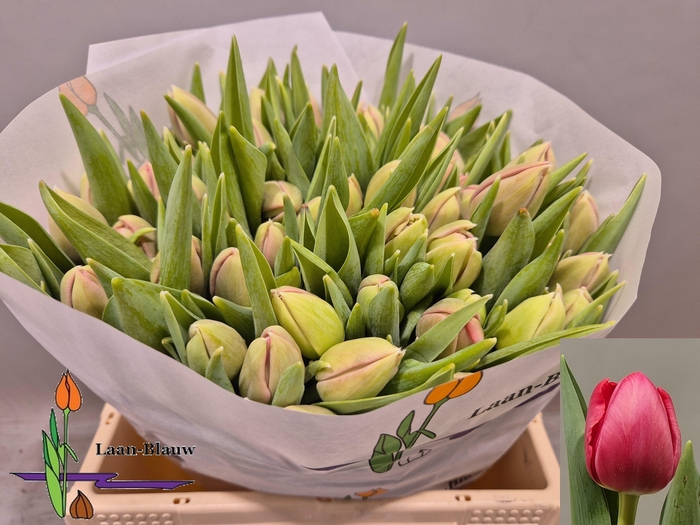 <h4>TU DU ETCHED SALMON</h4>