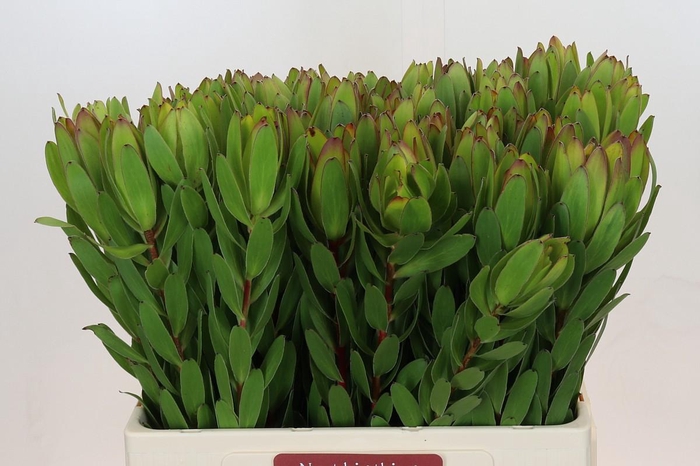 Leucadendron Goldstrike