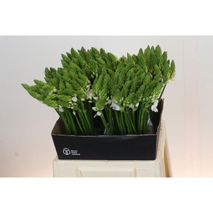 Ornithogalum Mount Fuji