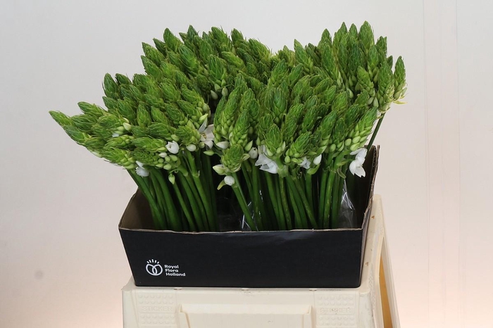 <h4>Ornithogalum Mount Fuji</h4>