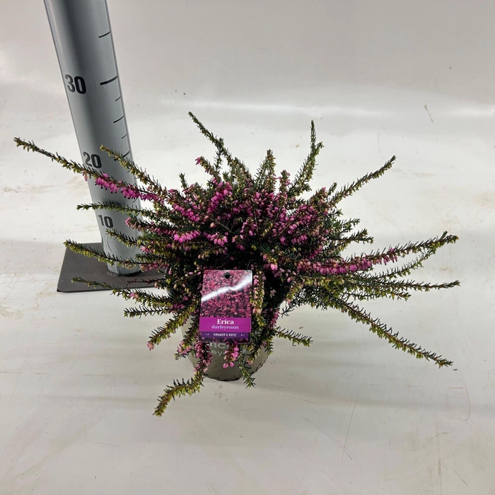 <h4>Erica Darley</h4>