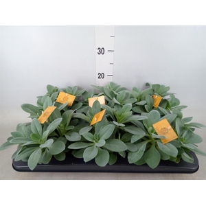 Senecio cephal. 'Mountain Fire'