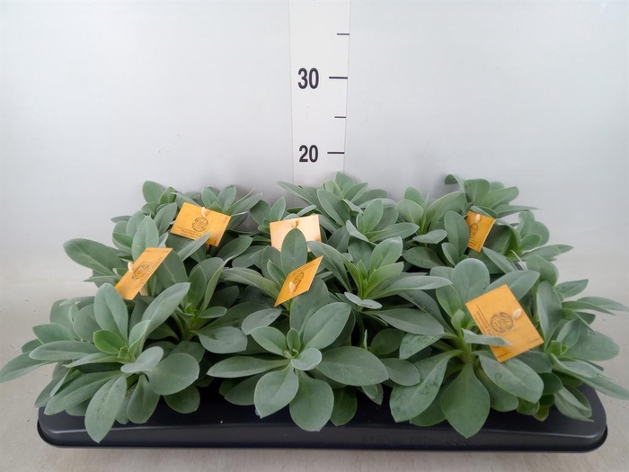 <h4>Senecio cephal. 'Mountain Fire'</h4>