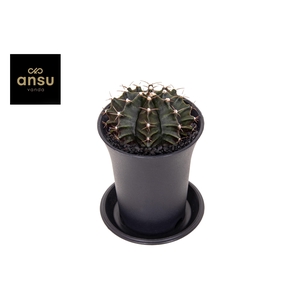 Gymno Cactus 'Green'