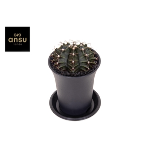 Gymno Cactus 'Green'
