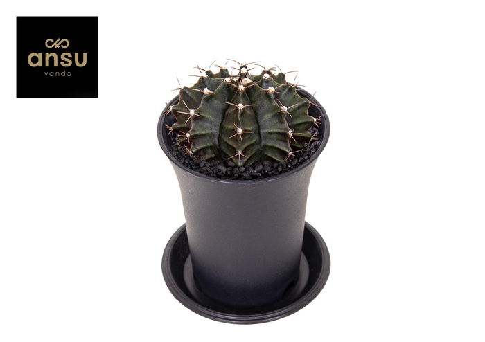 <h4>Gymno Cactus 'Green'</h4>