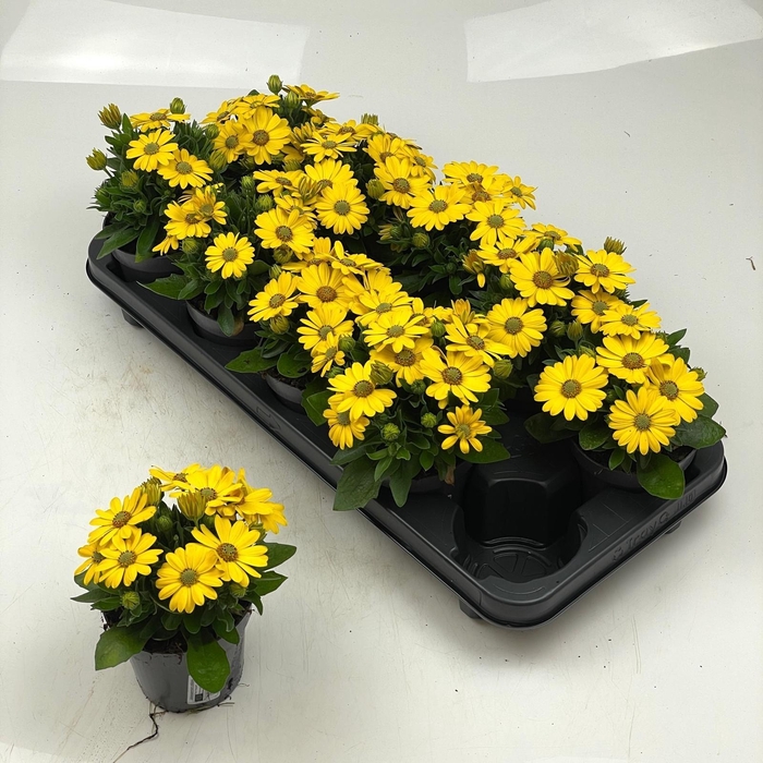 <h4>OSTEO SUNNY CAMBRIA</h4>