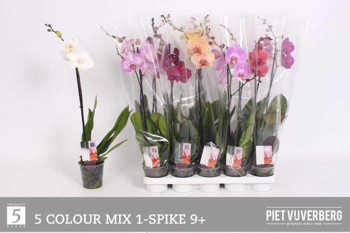 <h4>PHAL GEM 5 KL</h4>