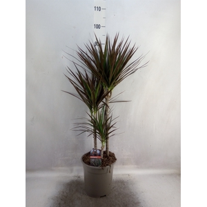 Dracaena marg. 'Magenta'