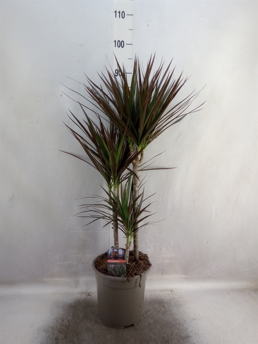 Dracaena marg. 'Magenta'