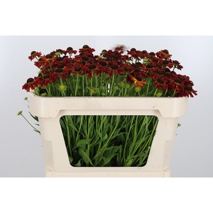Helenium Moer Beauty