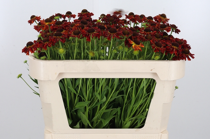 <h4>Helenium Moer Beauty</h4>