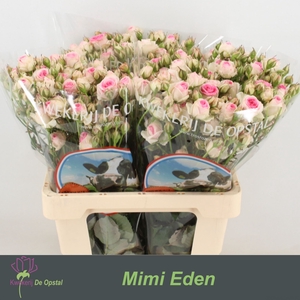 Rs tr Mimi Eden