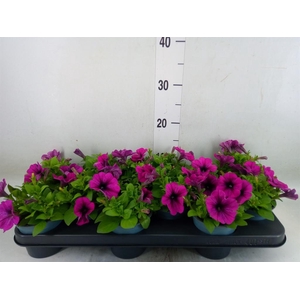 Petunia  'Potunia Purple'