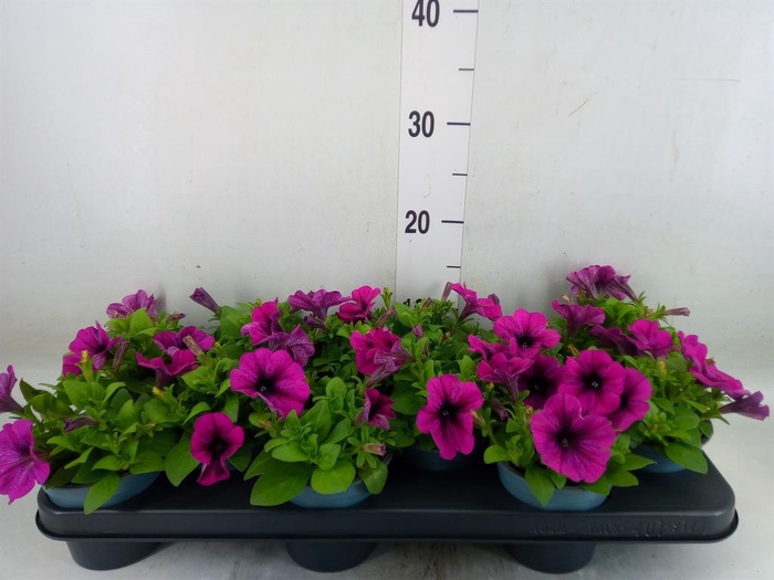<h4>Petunia 'Potunia Purple'</h4>