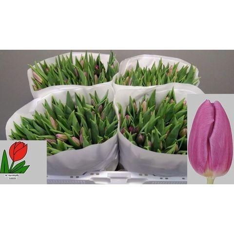 <h4>TU EN PURPLE FLAG</h4>