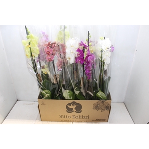 PHALAENOPSIS P12 3 HT