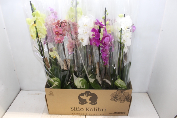 <h4>PHALAENOPSIS P12 3 HT</h4>