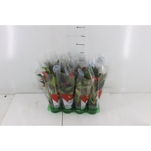 ANTHURIUM TRILLIONS RED P06