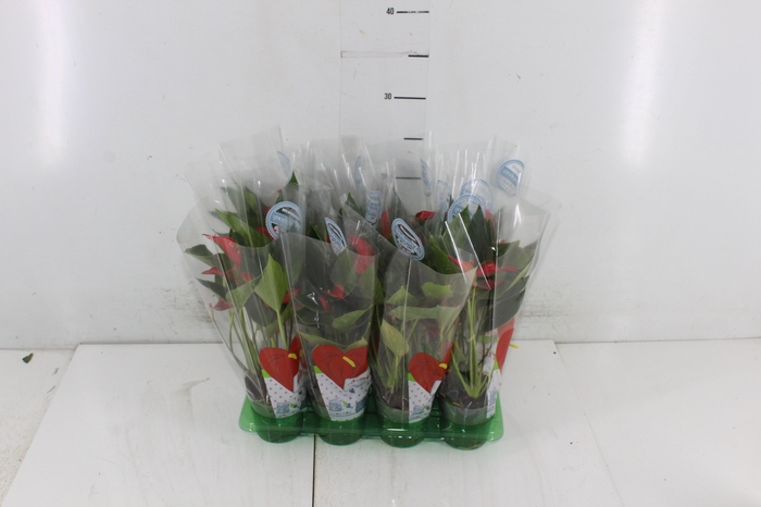 ANTHURIUM TRILLIONS RED P06