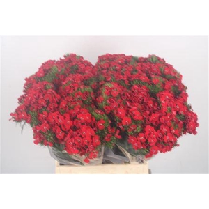 Di Barb Breanthus Amras Red