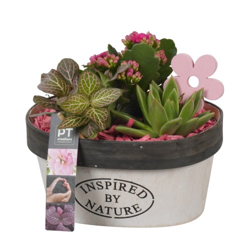 <h4>PTIB7591 Arrangementen kamerplanten</h4>