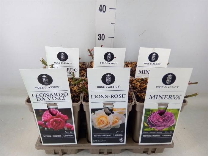 <h4>Rosa FL  ...</h4>