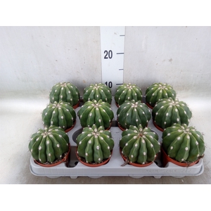 Cactus   ...