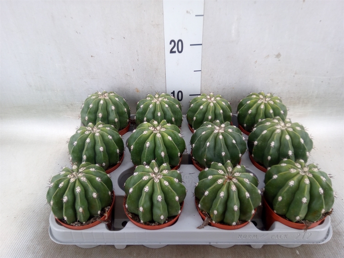 <h4>Cactus   ...</h4>